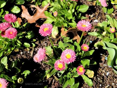 Flowers, Canberra, Australian Capital Territory - 4